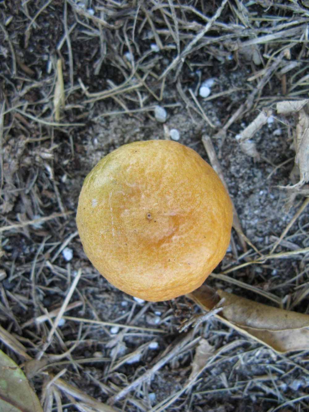              Fruit (Winter Haven, FL)       